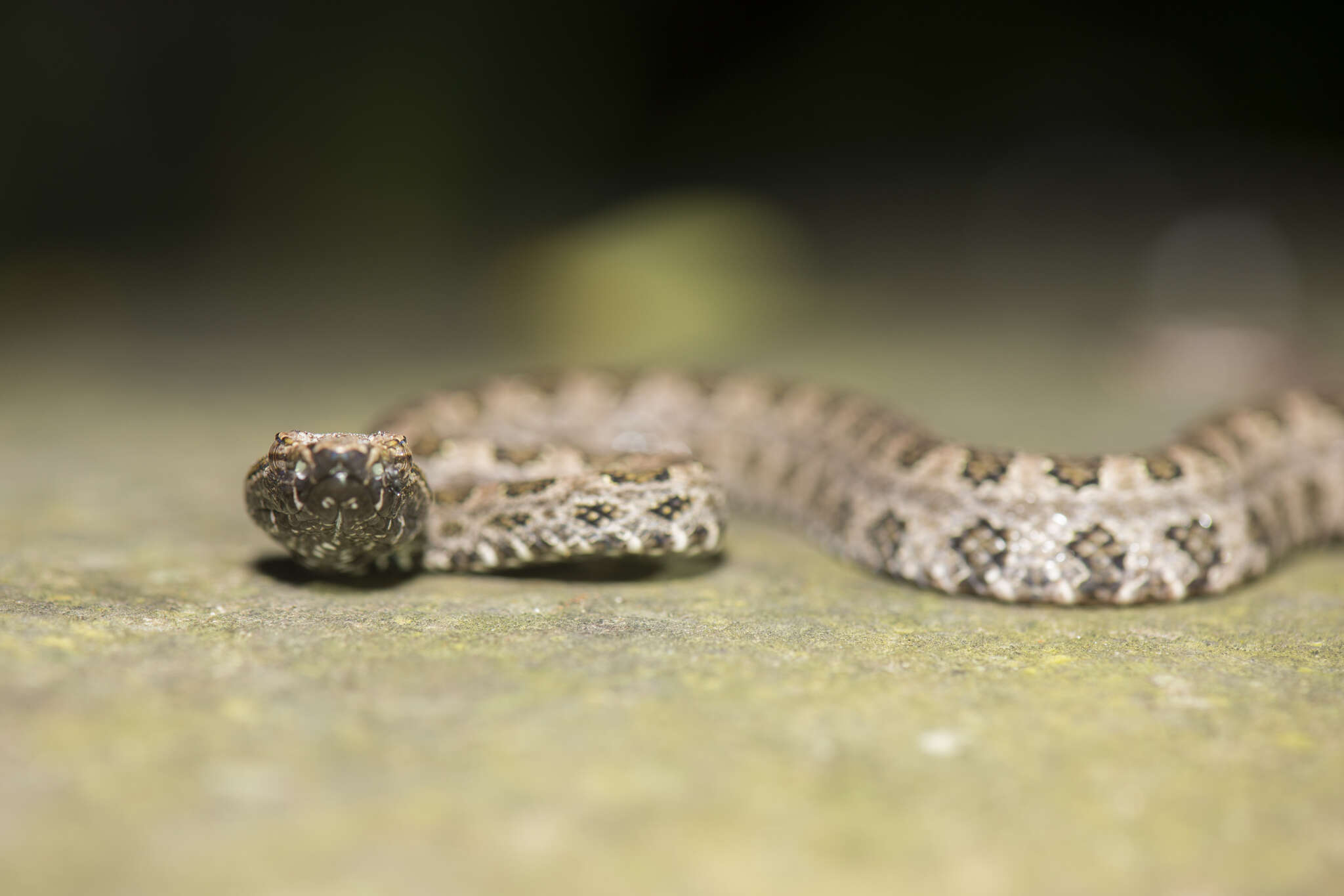 Plancia ëd Protobothrops mucrosquamatus (Cantor 1839)