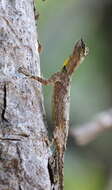 Image of Indian flying lizard