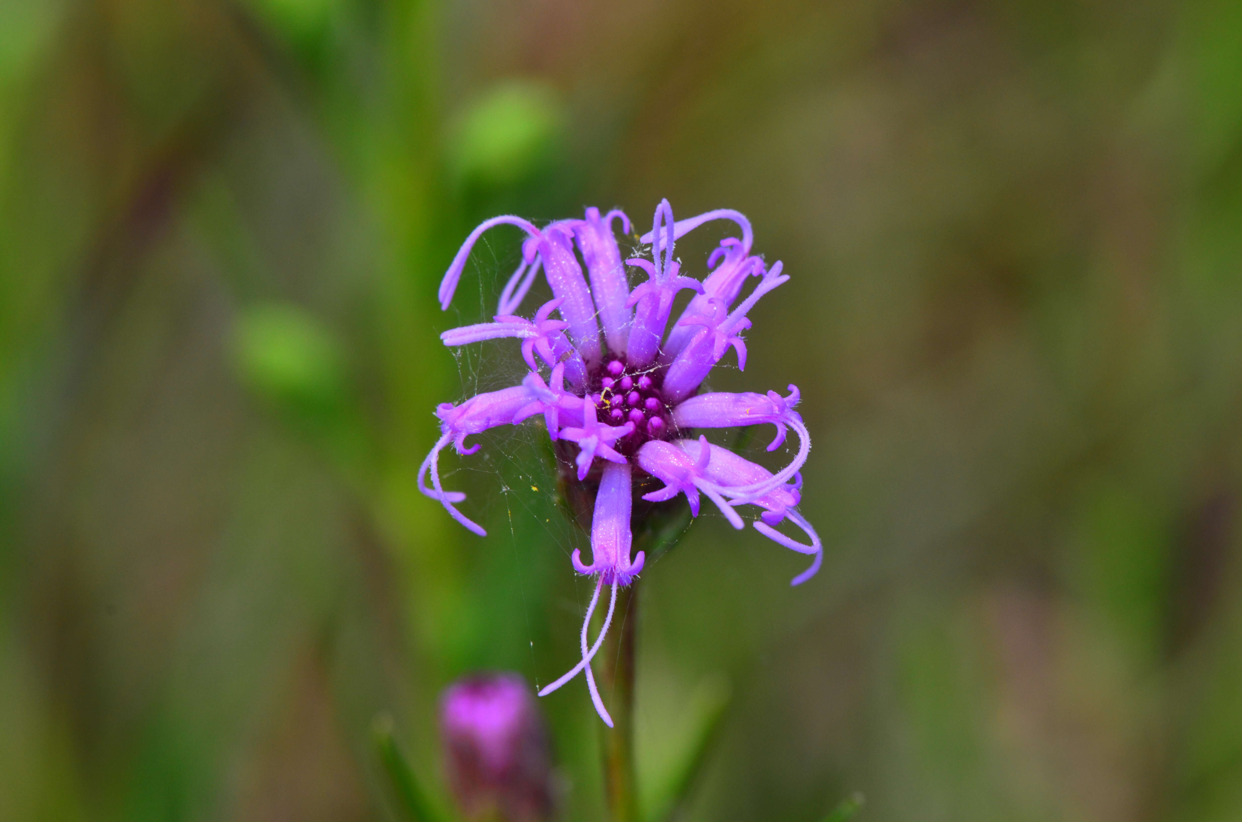 Image of Ontario blazing star