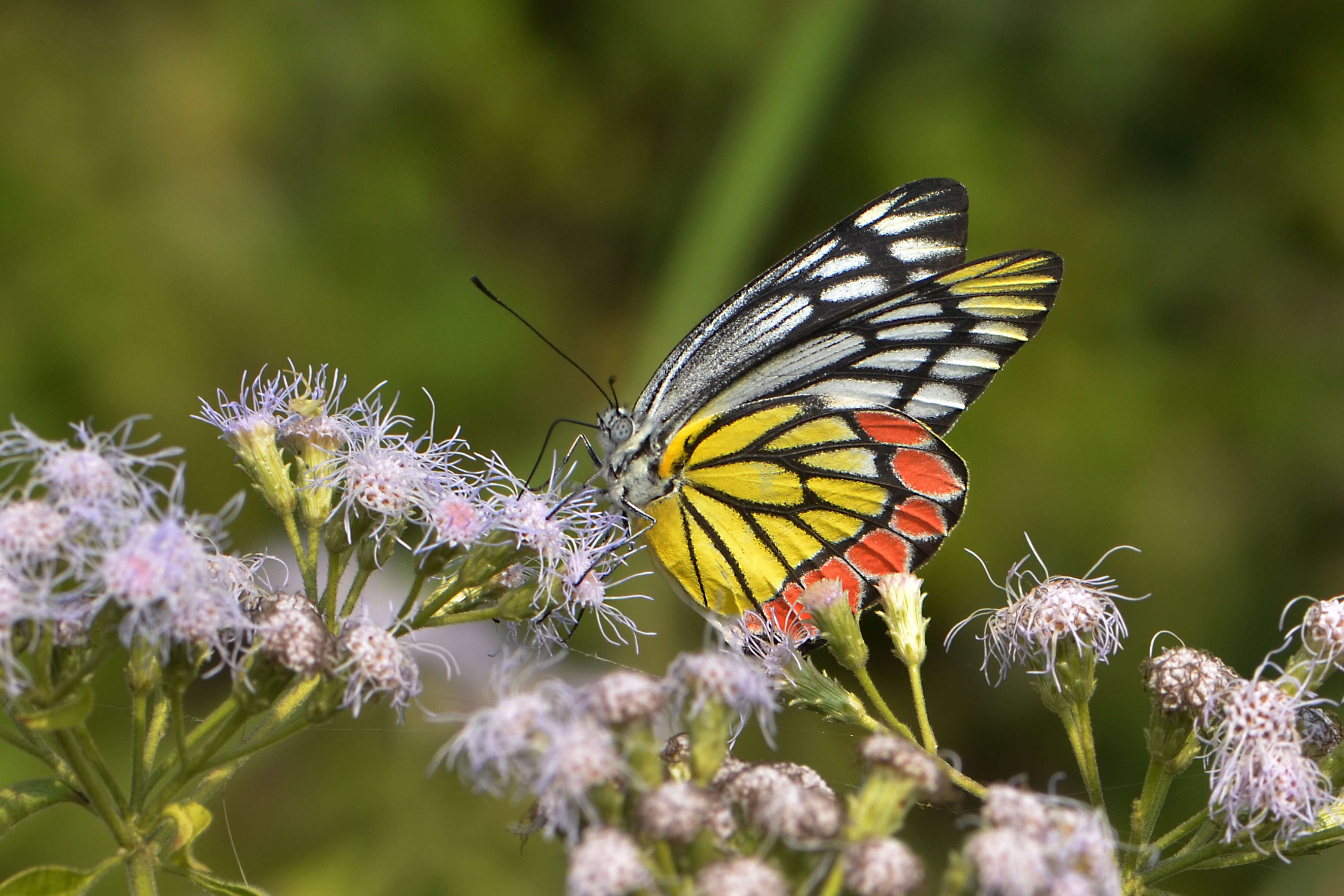 Image of Common Jezebel