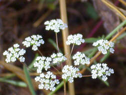 Image of Cerfolium