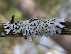 Image of Hammered shield lichen