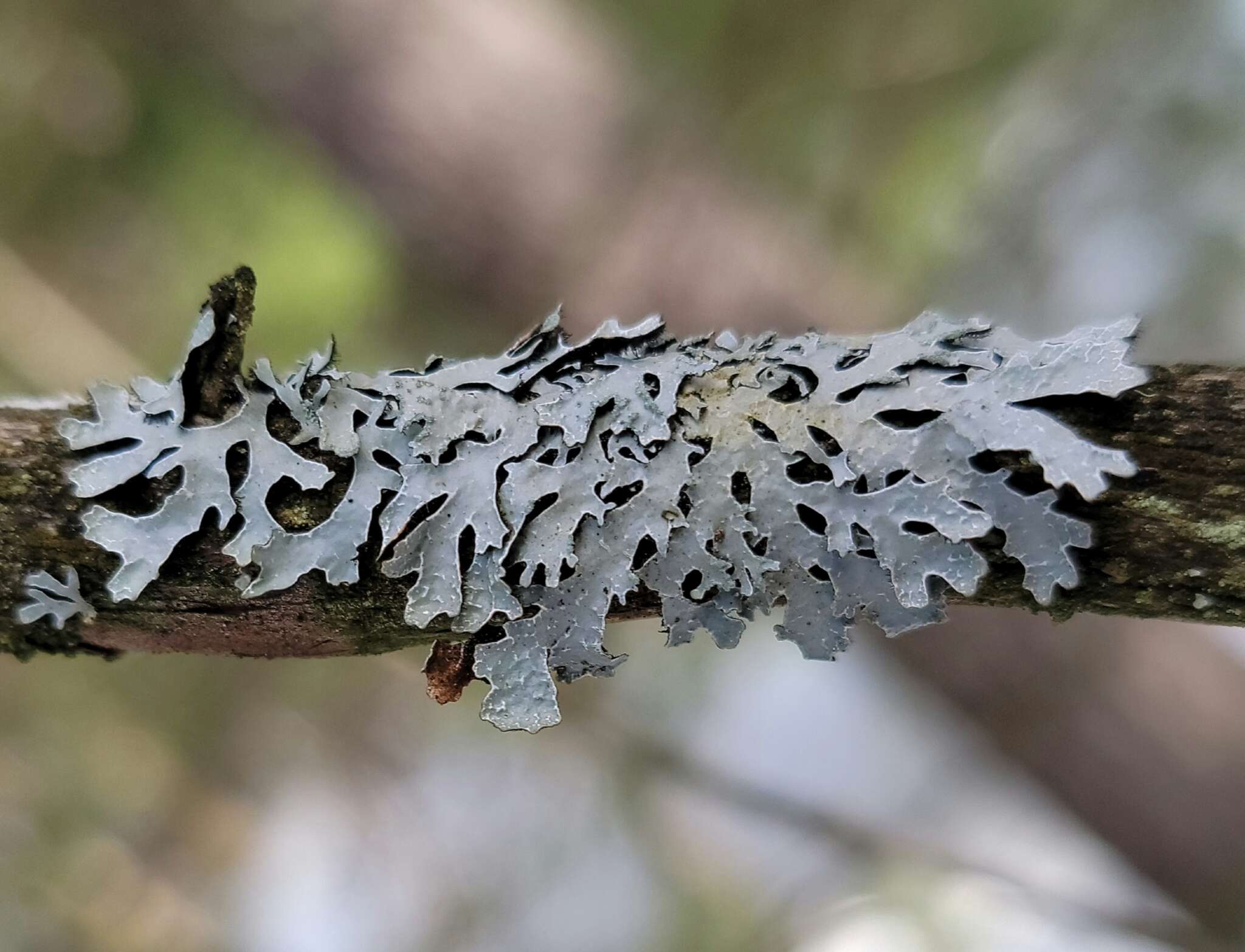 Plancia ëd Parmelia sulcata Taylor