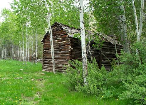 Image of quaking aspen