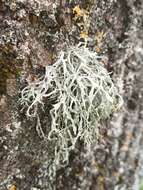 Image of farinose cartilage lichen