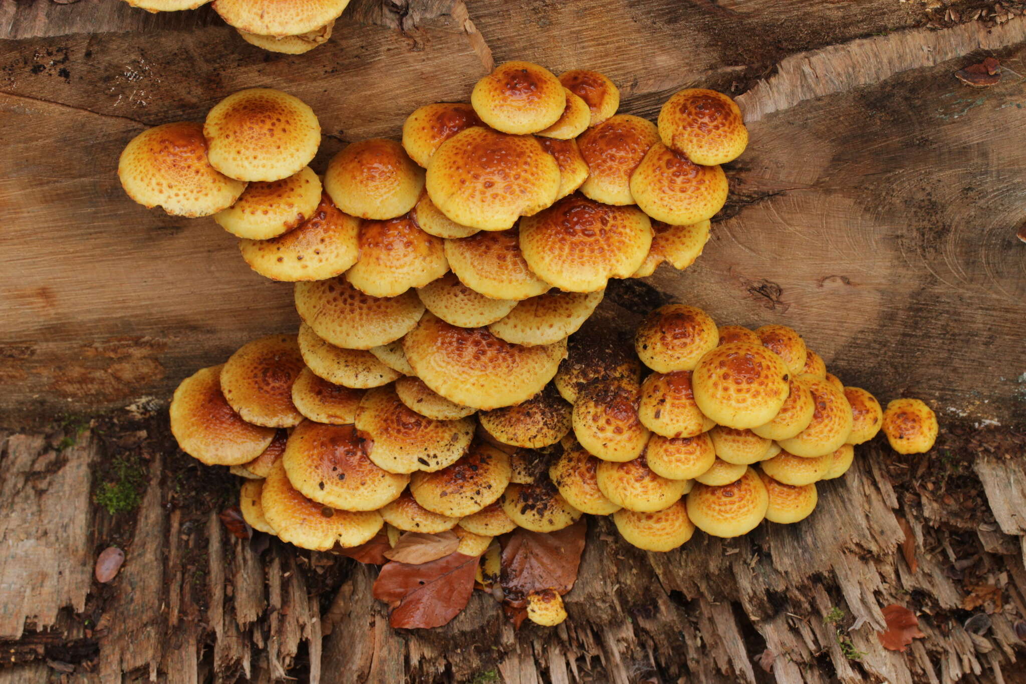 Image of Pholiota adiposa (Batsch) P. Kumm. 1871