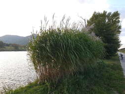 Imagem de Miscanthus sacchariflorus (Maxim.) Benth. & Hook. fil. ex Franch.