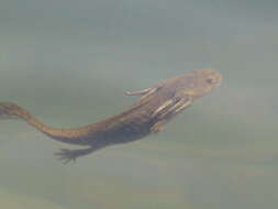 Image of Barred Tiger Salamander