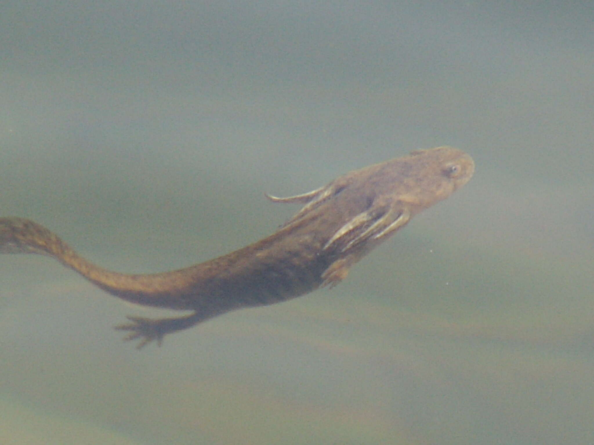 Image of Barred Tiger Salamander