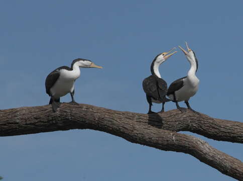 Image of Australian Pied Cormorant