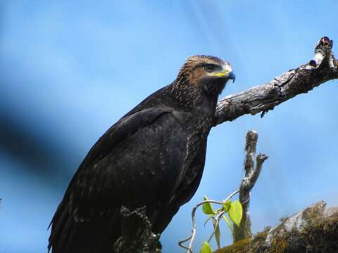 Image of Black Eagle