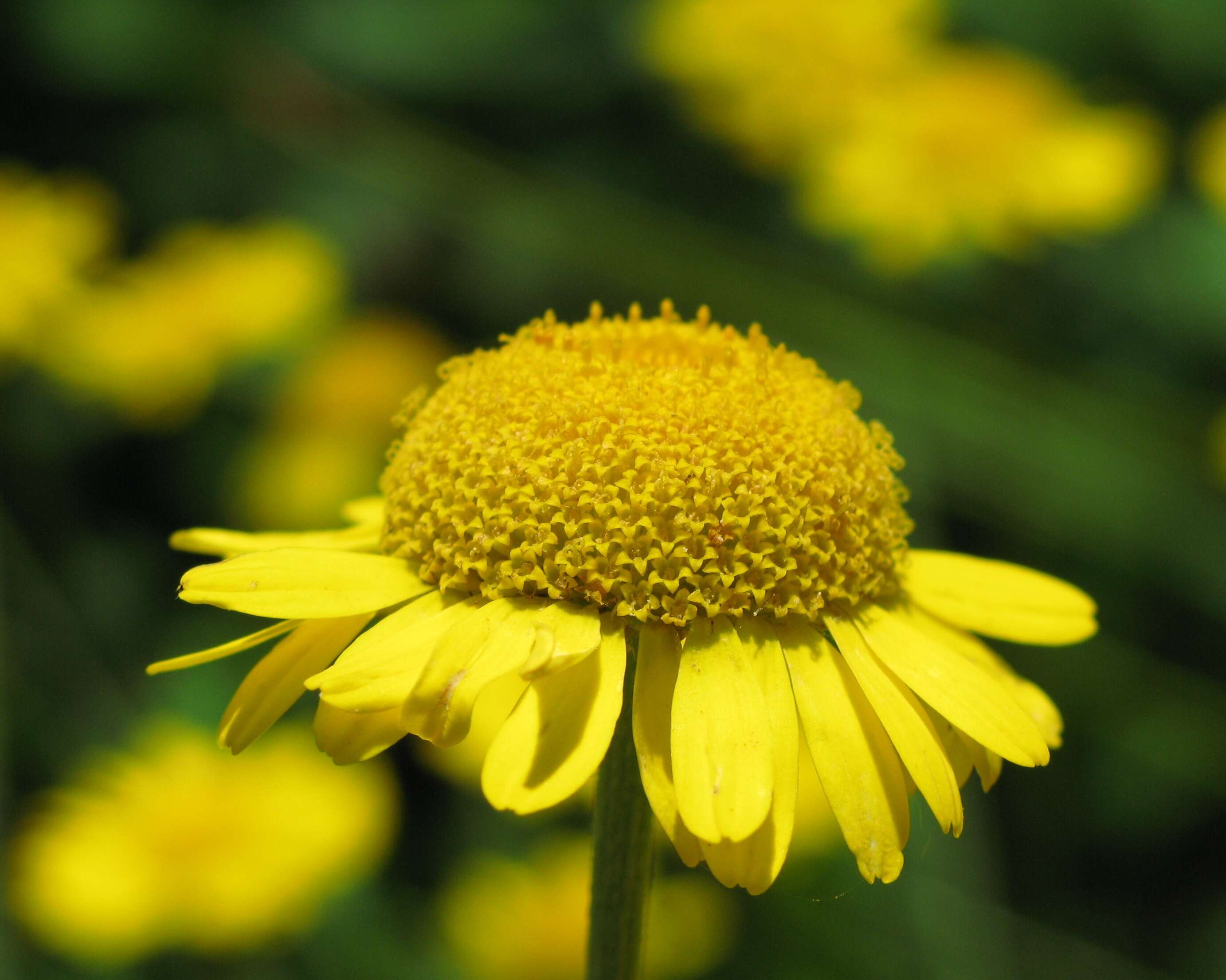 Image of Dyer's Chamomile