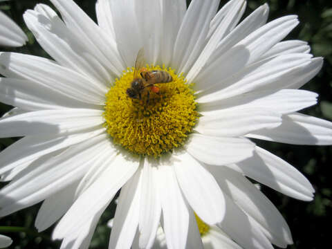 Image of Oxeye Daisy