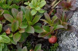 Image of Alpine bearberry