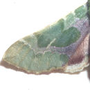 Image of <i>Proserpinus lucidus</i>