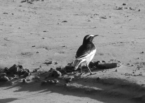 Image of White-browed Wagtail