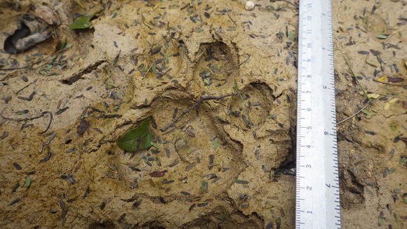 18.https www inaturalist org photos 1545479.580x360