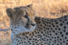 Image of Namibian cheetah