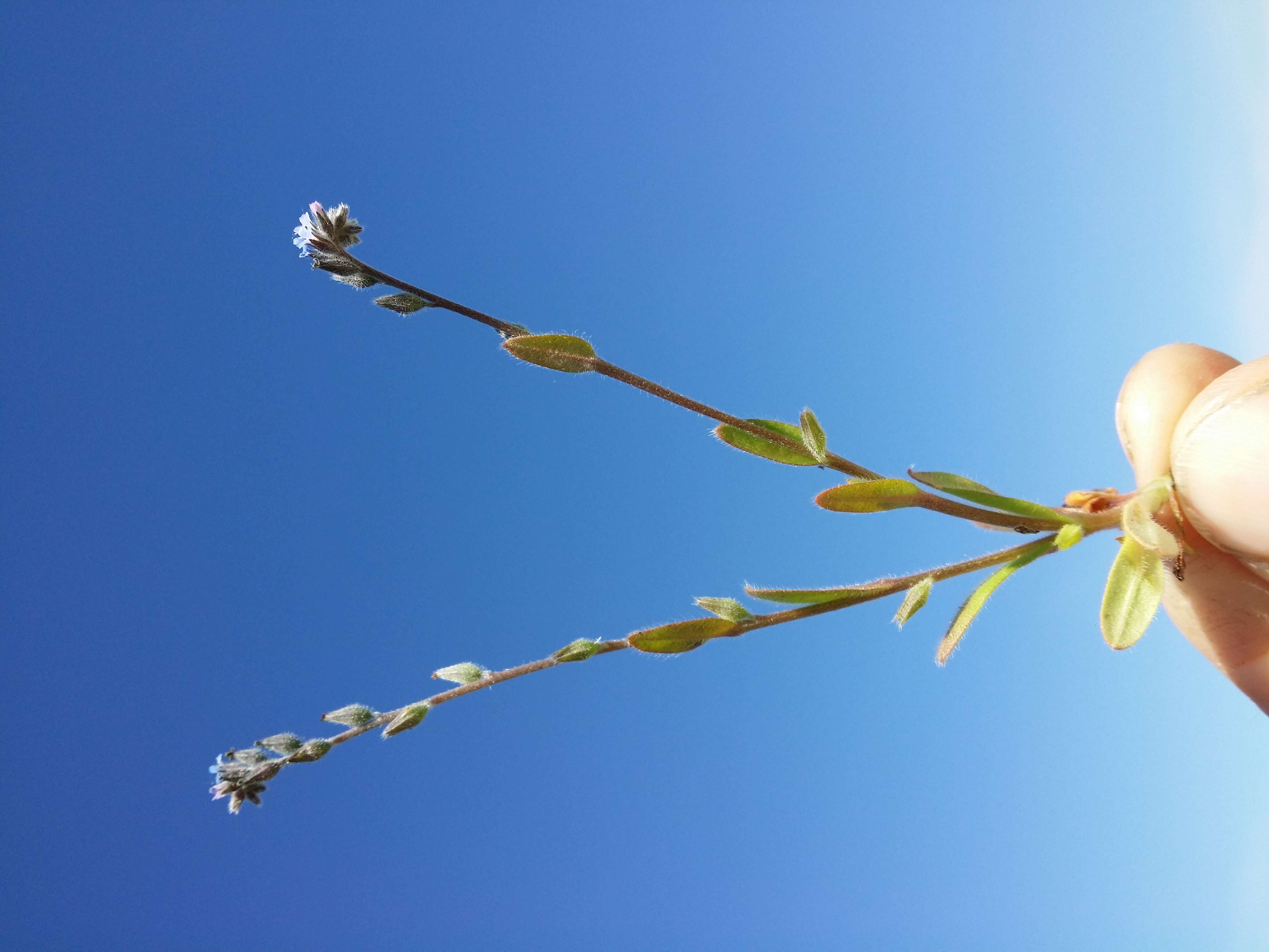 Image of strict forget-me-not