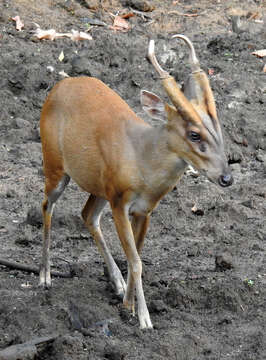 Image of Barking Deer