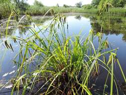 Image of Cyperus Sedge