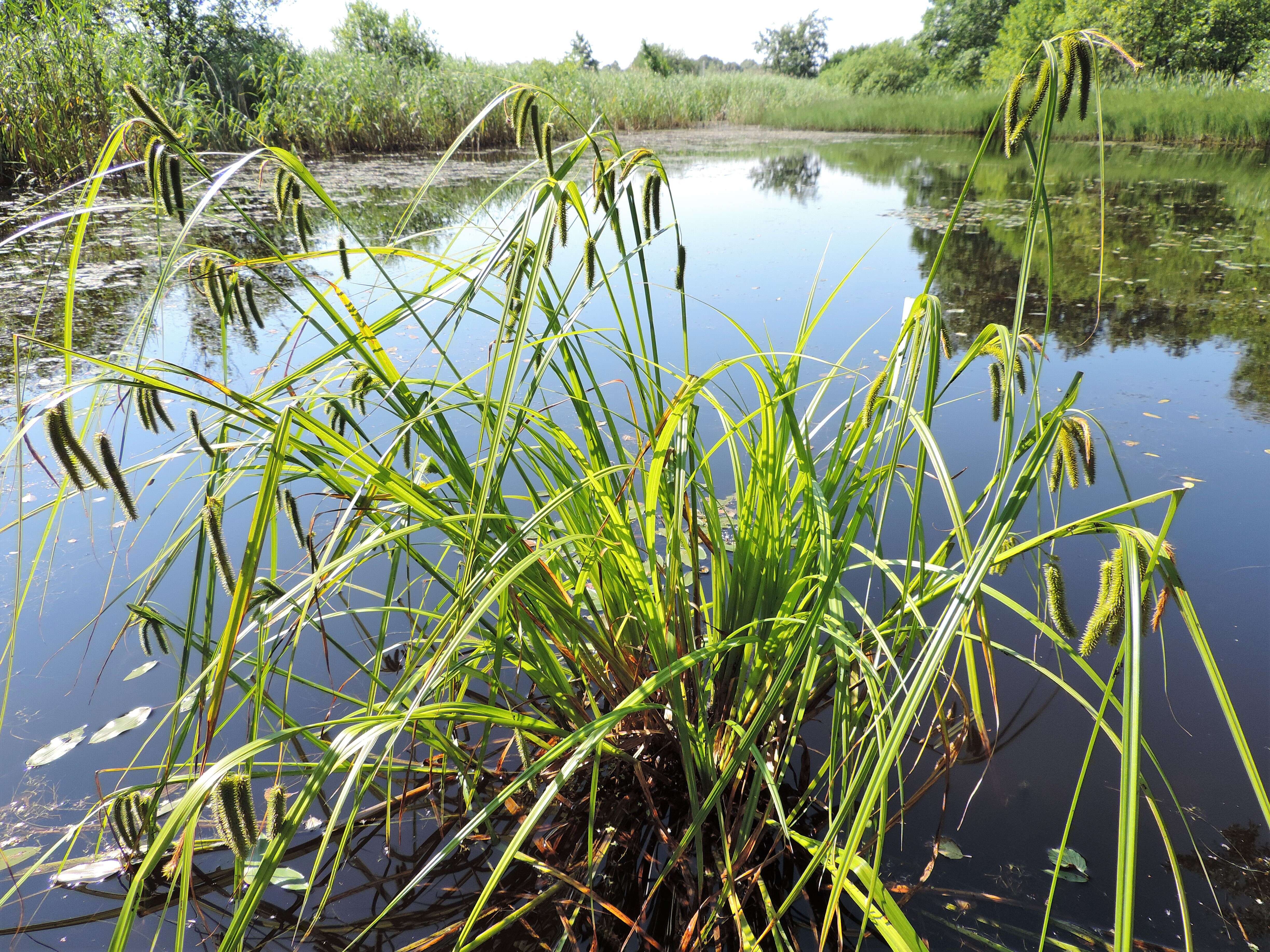 Image of Cyperus Sedge