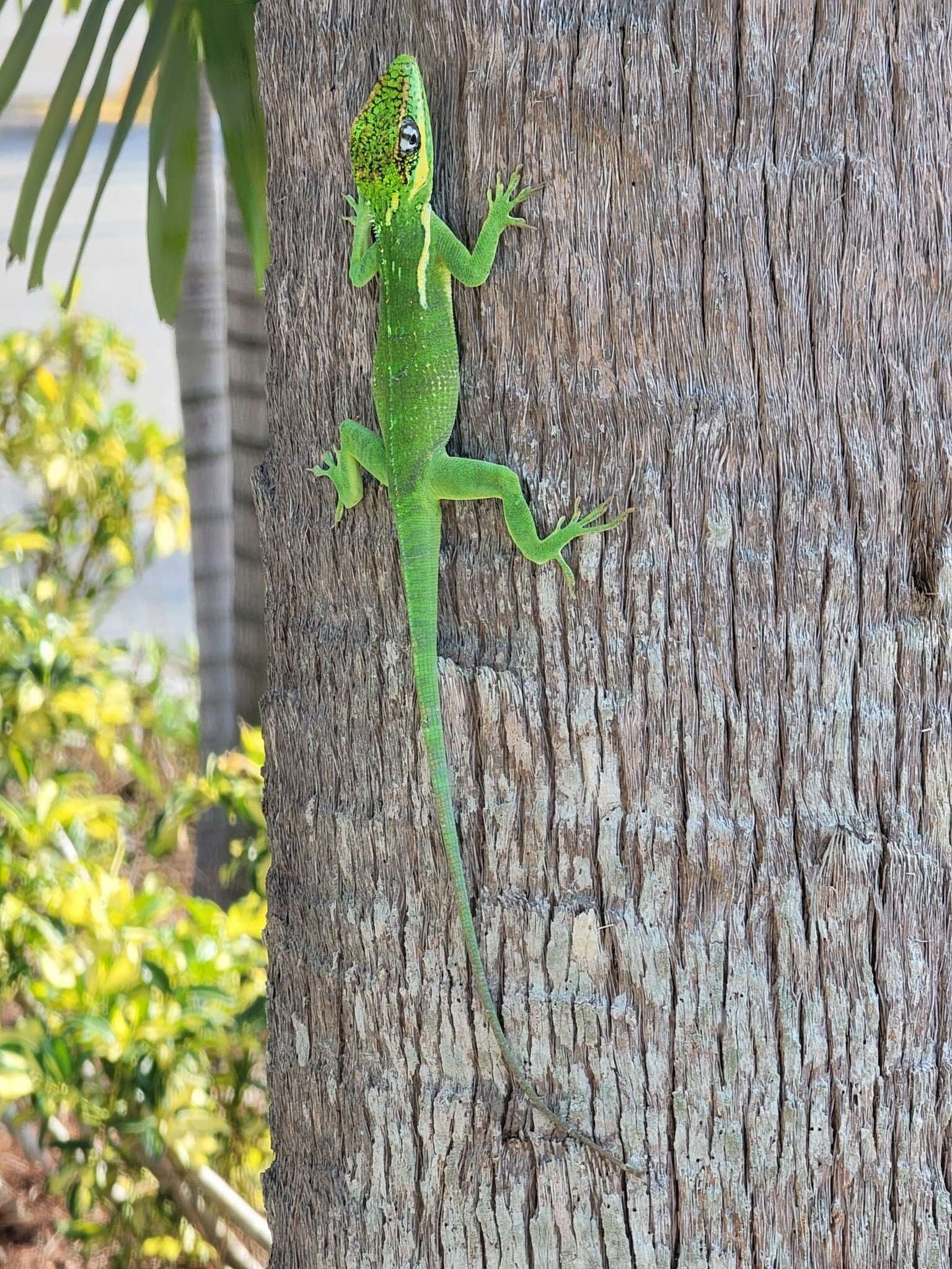 Image of Cuban Giant Anole