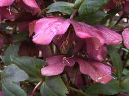 Image of Hellebore