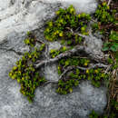 Image of Thyme-leaved Willow