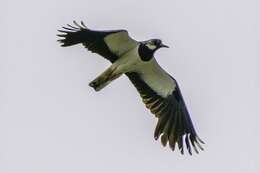 Image of Lapwing