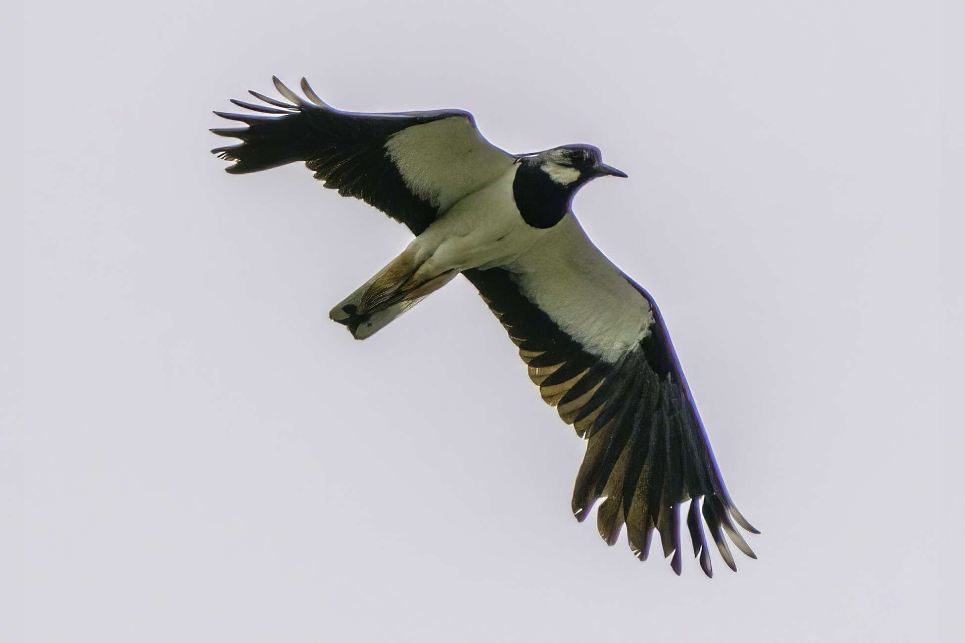 Image of Lapwing