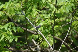 Image of gnatcatchers