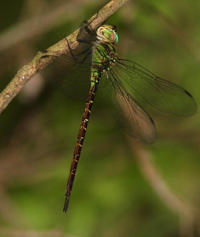 Image of Triacanthagyna caribbea Williamson 1923