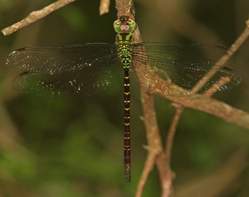 Image of Triacanthagyna caribbea Williamson 1923