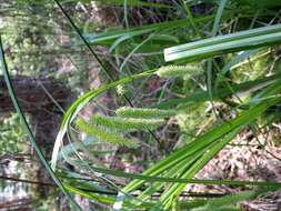 Image of Cyperus Sedge