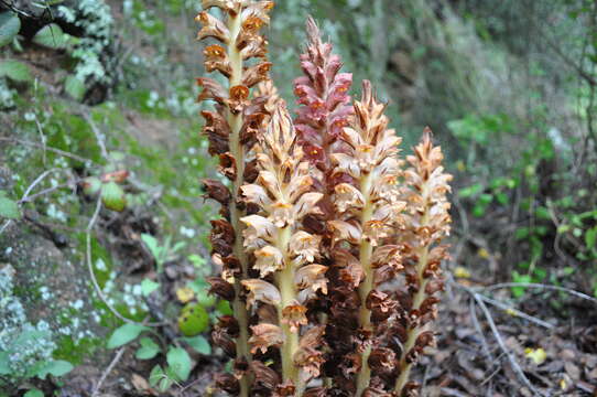 Image of greater broomrape