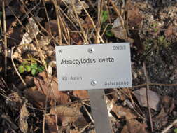 Image of Atractylodes