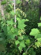 Image of Red Currant