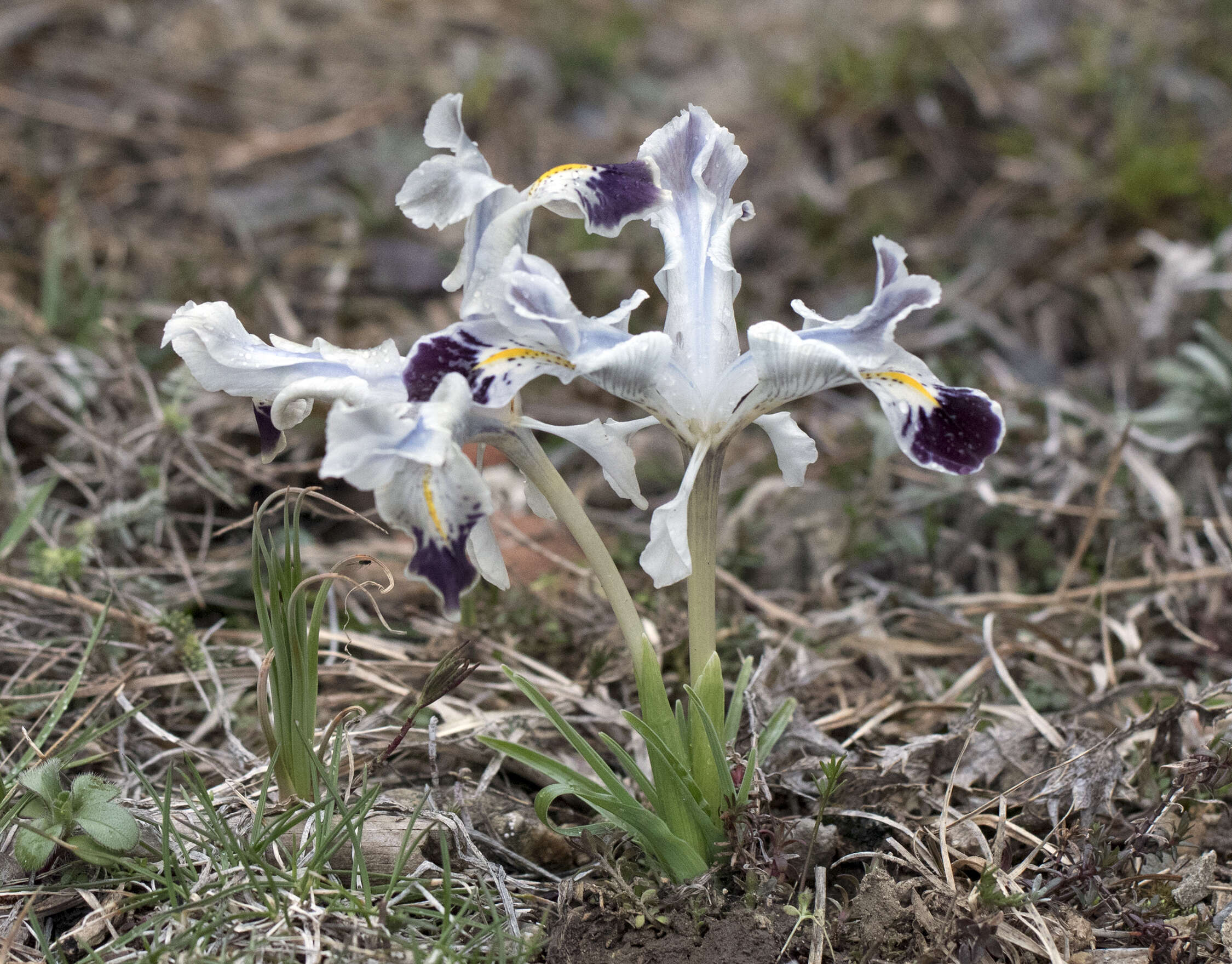 Imagem de Iris stenophylla Hausskn. ex Baker