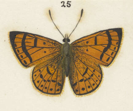 Image of Lycaena salustius (Fabricius 1793)