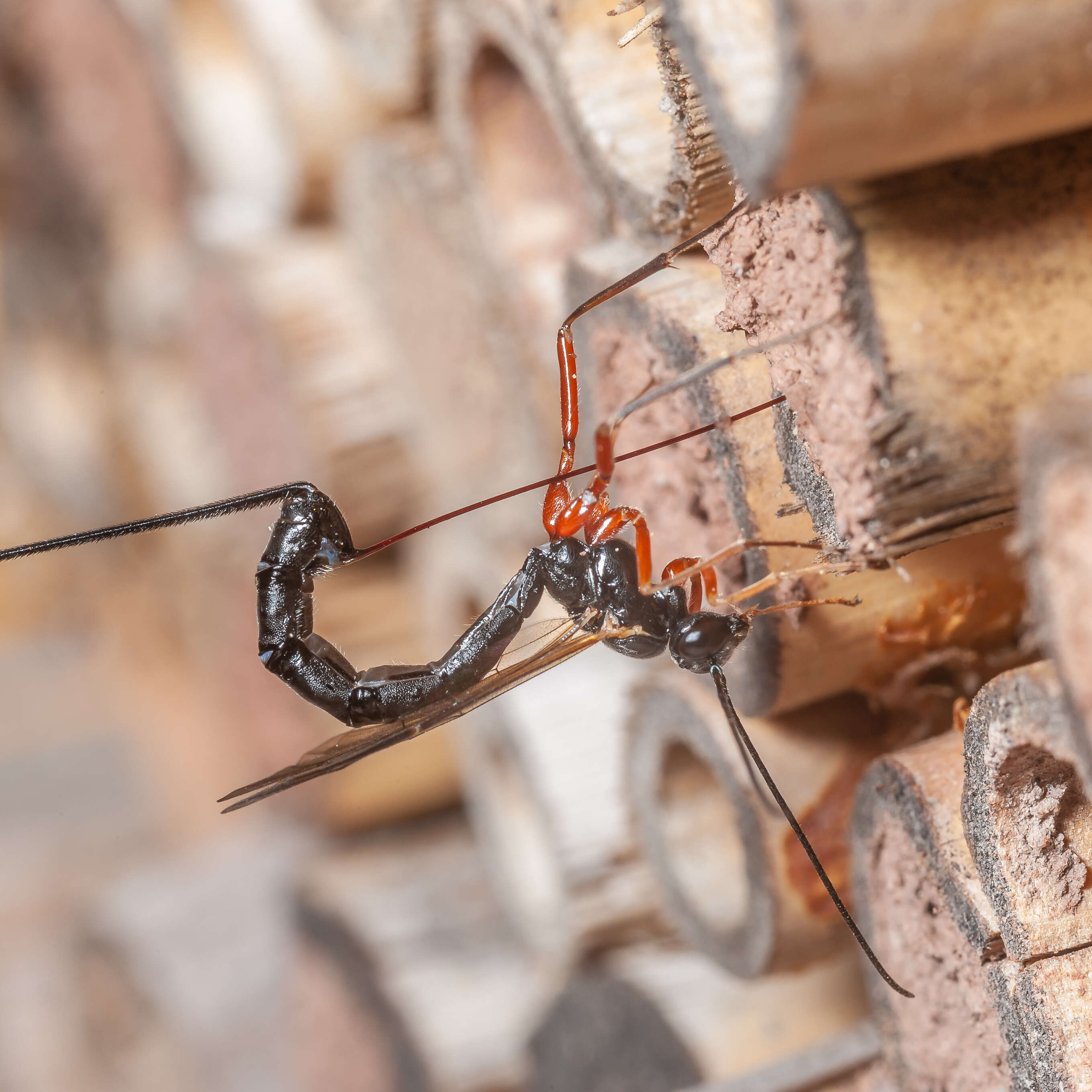 Image of ichneumon wasps