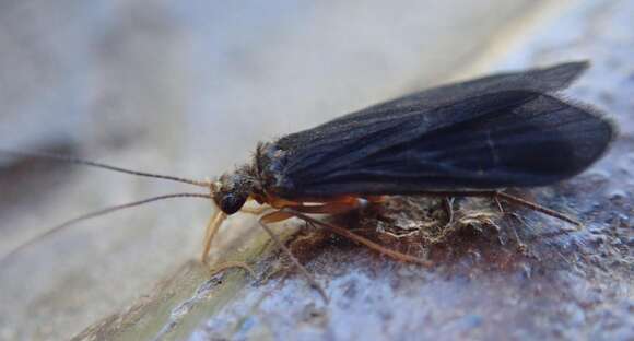 Image of Little Black Caddisflies