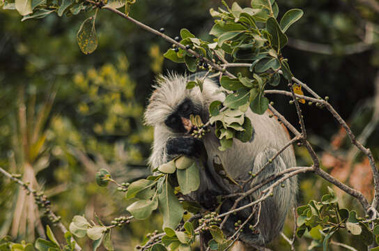 Plancia ëd Piliocolobus kirkii (Gray 1868)