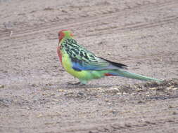 Image of Eastern Rosella