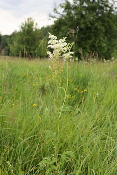 Plancia ëd Filipendula ulmaria (L.) Maxim.