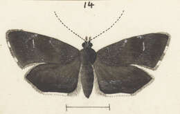 Image of Asterivora colpota Meyrick 1911