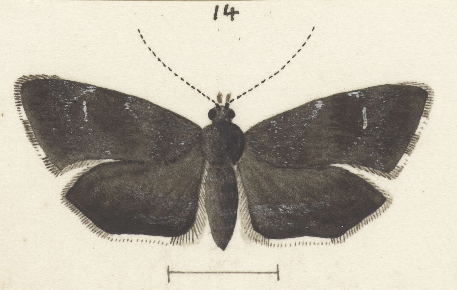 Image of Asterivora colpota Meyrick 1911