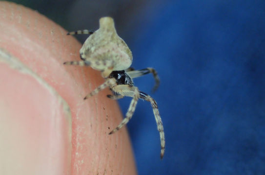 Image of <i>Cyclosa conica</i> (Pallas 1772)