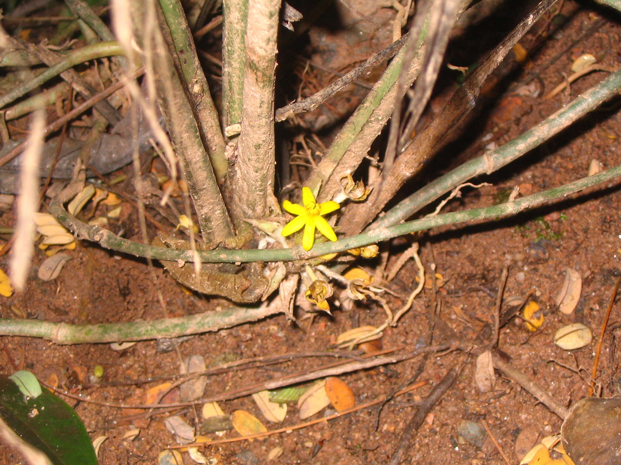 Image of Molineria latifolia (Dryand. ex W. T. Aiton) Herb. ex Kurz