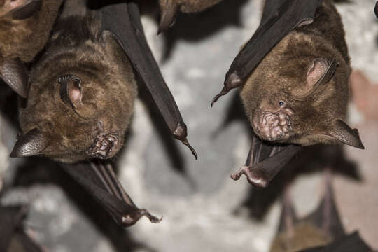 Image of Great Himalayan Leaf-nosed Bat